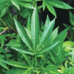 罪に問われない大麻「使用」、罰則の創設検討へ…２０歳代以下の乱用増受け